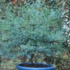 Eucalyptus Gunni France Bleu® 'rengun'/pot De 7,5l - 40/60 Cm -Jardin Harmonie Soldes Boutique 6411c5255d7c25.21614463