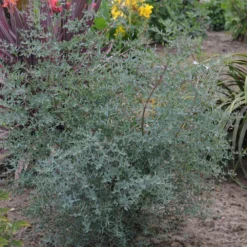 Eucalyptus Gunni France Bleu® 'rengun'/pot De 7,5l - 40/60 Cm -Jardin Harmonie Soldes Boutique 6411c52561ab78.81315884