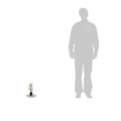 Eucalyptus Gunni France Bleu® 'rengun'/pot De 7,5l - 40/60 Cm -Jardin Harmonie Soldes Boutique 6411c525786818.65301056