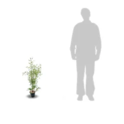 Eucalyptus Gunni France Bleu® 'rengun'/pot De 7,5l - 40/60 Cm -Jardin Harmonie Soldes Boutique 6411c525840195.31640674