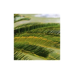 Cycas Du Japon/pot De 25l - 60/80 Cm -Jardin Harmonie Soldes Boutique 6411c5b361fa74.05904111