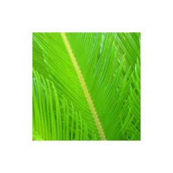 Cycas Du Japon/pot De 25l - 60/80 Cm -Jardin Harmonie Soldes Boutique 6411c5b365ae74.91314817
