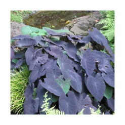 Colocasia Kona Coffee/pot De 5l - 40/60 Cm