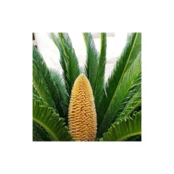 Cycas Du Japon/pot De 70l - Stipe 40/50 Cm -Jardin Harmonie Soldes Boutique 6411c5d6b49964.14762955