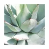 Agave Parryi/pot De 7,5l -Jardin Harmonie Soldes Boutique 6411c5de68ba74.28269650
