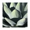 Agave Parryi Chihuahua/pot De 5l -Jardin Harmonie Soldes Boutique 6411c5eb055fd1.09201035