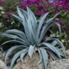 Agave D'amérique Americana/pot De 4l - 20/40 Cm -Jardin Harmonie Soldes Boutique 6411c618ceba04.62315118