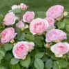 Rosier Sophia Romantica ® Meisselpier Le Pot De 2l -Jardin Harmonie Soldes Boutique 6412103b6ab716.36618419