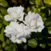 Rosier Icy Drift ® Meipicdevoj Le Rosier En Lot De 3 Godets -Jardin Harmonie Soldes Boutique 6412132d4a4f14.88227621