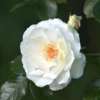 Rosier Grimpant 'neige D'avril' -