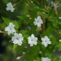 Jasmin Officinal 'affine' - Jasminum Officinalis 3l -Jardin Harmonie Soldes Boutique 641db2fa134182.77975992