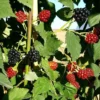 Mûre 'thornfree'- Rubus Fruticosus 3l -Jardin Harmonie Soldes Boutique 641db340834f31.34618991