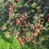 Mûre 'géante Des Jardins' - Rubus Fruticosus 3l -Jardin Harmonie Soldes Boutique 641db341a48529.45256720