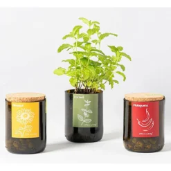Kit Bouteille Prêt à Pousser Menthe -Jardin Harmonie Soldes Boutique 6420e04aa617a5.75494145