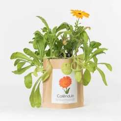 Sac Papier Prêt à Cultiver Calendula