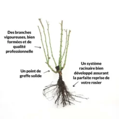 Rosier 'pascal Sevran' - -Jardin Harmonie Soldes Boutique 6420e064933294.77552601