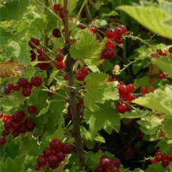 Groseillier à Grappes 'jonkheer Van Tets' - Ribes Rubrum 1,5l -Jardin Harmonie Soldes Boutique 6420e09d661a75.14430311