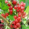 Groseillier à Grappes 'jonkheer Van Tets' - Ribes Rubrum 1,5l -Jardin Harmonie Soldes Boutique 6420e09d71e0a3.96349854