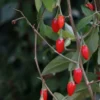 Baie De Goji - Lycium Barbarum 3l -Jardin Harmonie Soldes Boutique 6420e0ac2f27d3.86056557