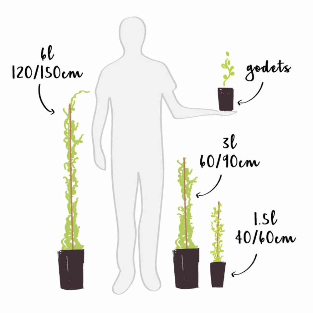 Myrtille 'blue Crop' - Myrtille Blue Crop 3l 5 Myrtille 'blue Crop' - Myrtille Blue Crop 3l – Image 3