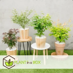 Assorti De 8 Erables Du Japon - Pot ⌀10 Cm - H.25-40cm (hauteur Pot Incluse) -Jardin Harmonie Soldes Boutique 6421dd63e6f720.35493338