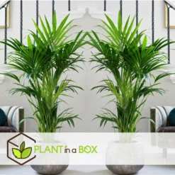 Palmier Kentia - Pot ⌀21 Cm - H. 130-140cm (hauteur Pot Incluse) -Jardin Harmonie Soldes Boutique 6422e1866334e5.52022648