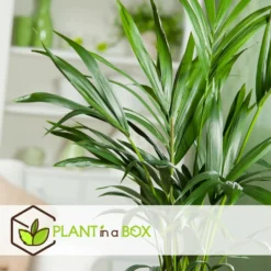 Palmier Kentia - Pot ⌀21 Cm - H. 130-140cm (hauteur Pot Incluse) -Jardin Harmonie Soldes Boutique 6422e18667b5b7.10247257