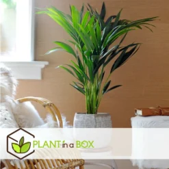 Palmier Kentia - Pot ⌀21 Cm - H. 130-140cm (hauteur Pot Incluse) -Jardin Harmonie Soldes Boutique 6422e1866c5cc6.02870111