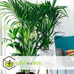 Palmier Kentia - Pot ⌀21 Cm - H. 130-140cm (hauteur Pot Incluse) -Jardin Harmonie Soldes Boutique 6422e18682ded8.54376534