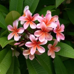 Plumeria Hawaaien - Pot ⌀17cm - H.55-75cm (hauteur Pot Incluse) -Jardin Harmonie Soldes Boutique 6423324e299086.51146067