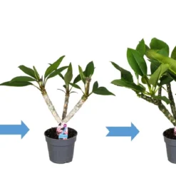 Plumeria Hawaaien - Pot ⌀17cm - H.55-75cm (hauteur Pot Incluse) -Jardin Harmonie Soldes Boutique 6423324e313ab2.79596873