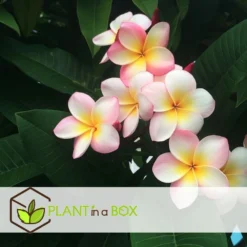 Plumeria Hawaaien - Pot ⌀17cm - H.55-75cm (hauteur Pot Incluse) -Jardin Harmonie Soldes Boutique 6423324e3a2799.79275935