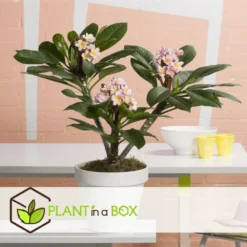 Plumeria Hawaaien - Pot ⌀17cm - H.55-75cm (hauteur Pot Incluse) -Jardin Harmonie Soldes Boutique 6423324e50d857.41817764