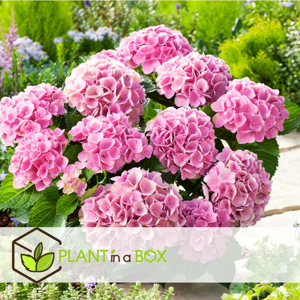 Set De 3 Hortensia Rose - Pot ⌀9cm - H.25-40cm (hauteur Pot Incluse) 4 Set De 3 Hortensia Rose - Pot ⌀9cm - H.25-40cm (hauteur Pot Incluse) – Image 2