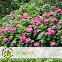 Set De 3 Hortensia Rose - Pot ⌀9cm - H.25-40cm (hauteur Pot Incluse) 8 Set De 3 Hortensia Rose - Pot ⌀9cm - H.25-40cm (hauteur Pot Incluse) -Jardin Harmonie Soldes Boutique 64233253b82f01.05331596