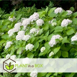 Set De 3 Hortensia Blanc - Pot ⌀9cm - H.25-40cm (hauteur Pot Incluse) -Jardin Harmonie Soldes Boutique 64233254e0bae3.75313331