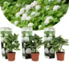 Set De 3 Hortensia Blanc - Pot ⌀9cm - H.25-40cm (hauteur Pot Incluse) -Jardin Harmonie Soldes Boutique 64233254e53b43.60710498