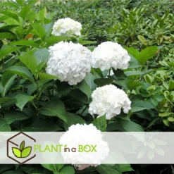 Set De 3 Hortensia Blanc - Pot ⌀9cm - H.25-40cm (hauteur Pot Incluse) -Jardin Harmonie Soldes Boutique 64233254f3f363.76442034