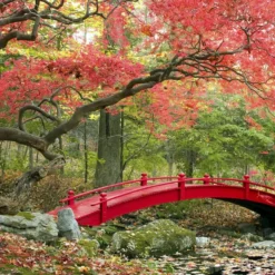 Set De 3 Erables Japonnais - Pot ⌀19cm - H.60-70cm (hauteur Pot Incluse) - Acer Japonica - Plantes Rustique -Jardin Harmonie Soldes Boutique 64233256479f90.69850499