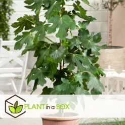 Set De 2 Ficus Carica - Pot ⌀9cm - H.25-40cm (hauteur Pot Incluse) -Jardin Harmonie Soldes Boutique 64233258aed6c2.75062578