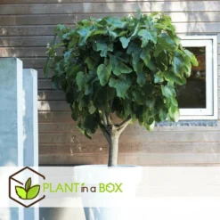 Set De 2 Ficus Carica - Pot ⌀9cm - H.25-40cm (hauteur Pot Incluse) -Jardin Harmonie Soldes Boutique 64233258b421e6.98737418