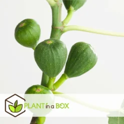 Set De 2 Ficus Carica - Pot ⌀9cm - H.25-40cm (hauteur Pot Incluse) -Jardin Harmonie Soldes Boutique 64233258cfd275.04452141