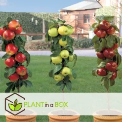 Set De 3 Pommiers - Pot ⌀9cm - H.60-70cm (hauteur Pot Incluse) -Jardin Harmonie Soldes Boutique 642332688c9973.24149843