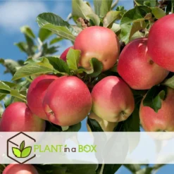 Set De 3 Pommiers - Pot ⌀9cm - H.60-70cm (hauteur Pot Incluse) -Jardin Harmonie Soldes Boutique 642332689513f1.48220910