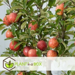 Set De 3 Pommiers - Pot ⌀9cm - H.60-70cm (hauteur Pot Incluse) -Jardin Harmonie Soldes Boutique 642332689d8f40.55591918