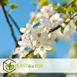 Assorti De 3 Arbres Fruitiers - Pot ⌀9cm - H.60-70cm (hauteur Pot Incluse) -Jardin Harmonie Soldes Boutique 64233269be5622.46374168