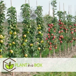 Assorti De 3 Arbres Fruitiers - Pot ⌀9cm - H.60-70cm (hauteur Pot Incluse) -Jardin Harmonie Soldes Boutique 64233269c23630.71500531