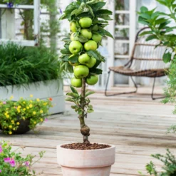 Assorti De 3 Arbres Fruitiers - Pot ⌀9cm - H.60-70cm (hauteur Pot Incluse) -Jardin Harmonie Soldes Boutique 64233269c9f391.24342059