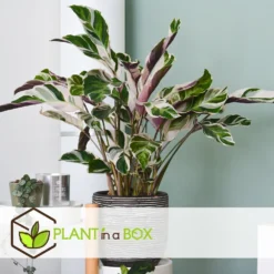 Calathea 'white Fusion' - Pot ⌀14cm - H.30-40cm (hauteur Pot Incluse) -Jardin Harmonie Soldes Boutique 6423335ecc24f3.00608541