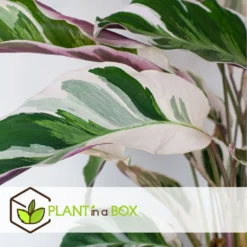 Calathea 'white Fusion' - Pot ⌀14cm - H.30-40cm (hauteur Pot Incluse) -Jardin Harmonie Soldes Boutique 6423335ed08de5.87372206